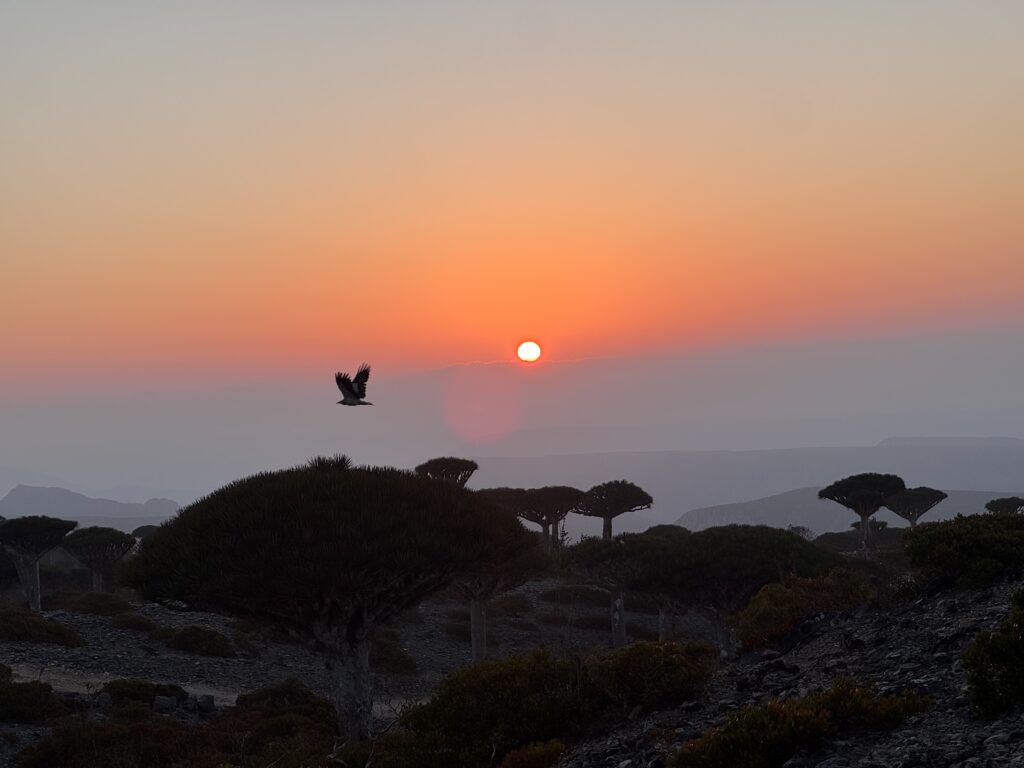 Socotra: balanceren tussen paradijselijk en duurzaam toerisme